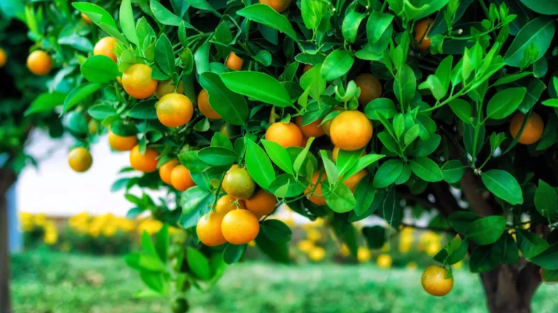 Mandalina