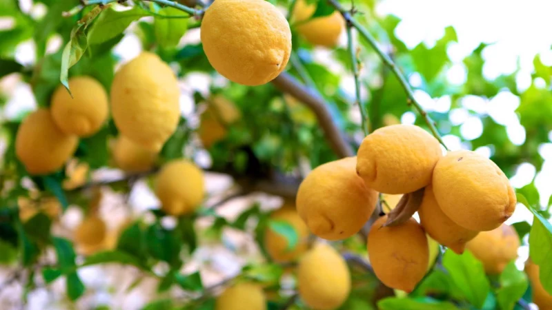 Limon