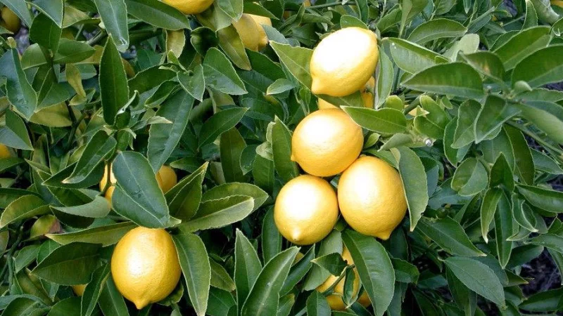 Limon